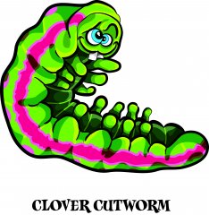 clover cutworm.jpg